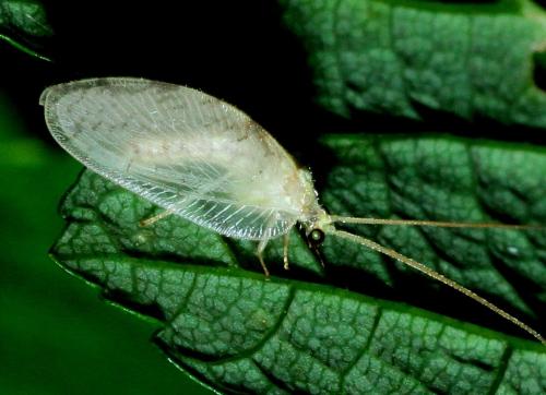 Hemerobius marginatus